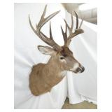 MULE DEER MOUNT