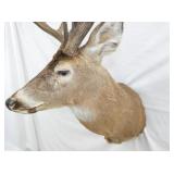 VIEW 4 CLOSEUP MULE DEER