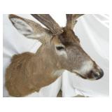 VIEW 6 CLOSEUP MULE DEER