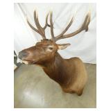 ELK MOUNT