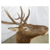 VIEW 7 CLOSEUP ELK MOUNT