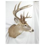 MULE DEER MOUNT