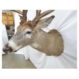 VIEW 5 OTHERSIDE SIDE MULE DEER