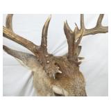 VIEW 6 CLOSEUP MULE DEER