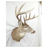 MULE DEER MOUNT