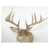 VIEW 5 28IN LENGTH X 36IN TALL