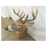 VIEW 5 MULE DEER MOUNT