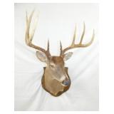 WHITE TAIL DEER MOUNT