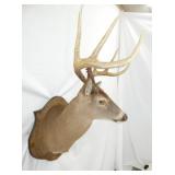 VIEW 4 OTHERSIDE WHITE TAIL