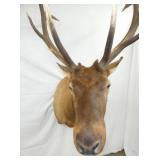 VIEW 7 CLOSEUP ELK