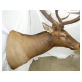 VIEW 8 ELK 43LX62TX36W