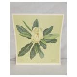 "MAGNOLIA" DRAWING BY C. DON ENSOR
