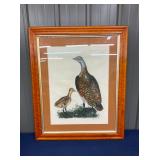 PLATE LXIV FEMALE BUSTARD BIRD FRAMED