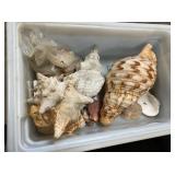 COLLECTION VARIOUS SHELLS