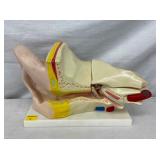 SCIENCE LAB EAR MODEL