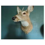 Hunting Trophies