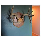 Hunting Trophies