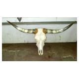 Bull Skull w/horns