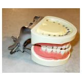 Dental Typodont