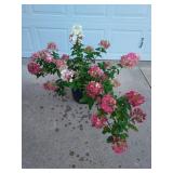 Flowering Hydrangeas