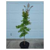 Japanese Maple Seedling Green Palmatum
