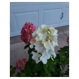 Flowering Hydrangeas, Close Up