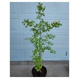 Ginko Tree