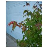 Japanese Maple. There will be multiples