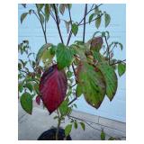 Pagoda Dogwood, Close  Up 