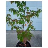 Wisconsin Red Hornbeam, Close Up 