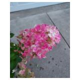 Flowering Hydrangeas, Close Up