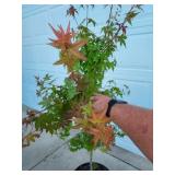 Japanese Maple, Close Up