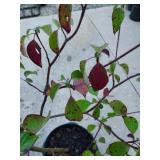 Pagoda Dogwood, Close Up