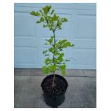 Ginko.  There will be multiples of these