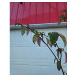 Pagoda Dogwood, Close Up 