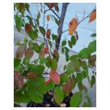 Wisconsin Red Hornbeam , Close Up