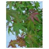 Japanese Maple, Close Up