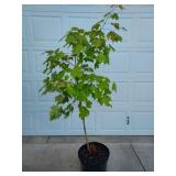 Sugar Maple Tree.  Expect Multiples