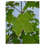 Sugar Maple, Close Up