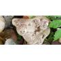 Pickers Paradise Sale