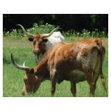 LO0NGHORN CATTLE
