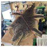  Crocodile 