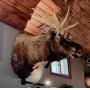 Rare Taxidermy - Moose