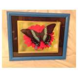 Butterfly in blue frame