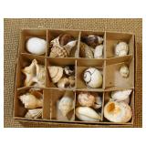 Boxed set of various shells