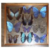 Framed butterflies