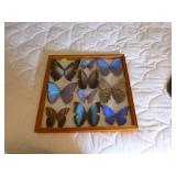 Framed butterfly collection