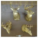 Deer Mounts