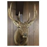 Mule Deer Mount - Fantastic 