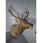 Online Auction in Delaware
